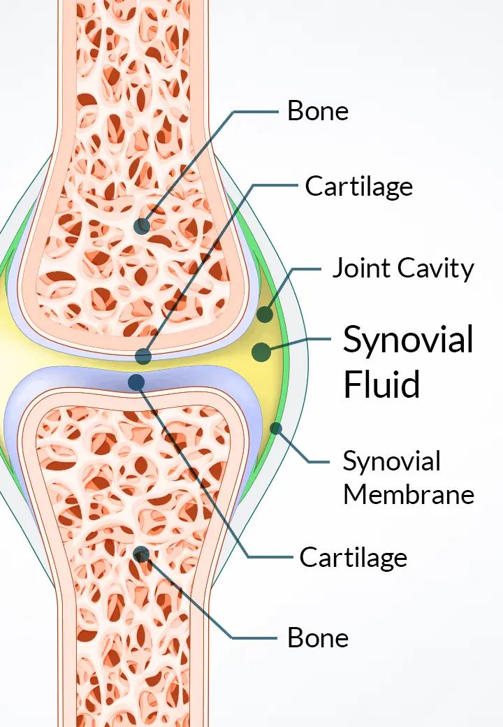 Joint Synovial Fluid Diagram